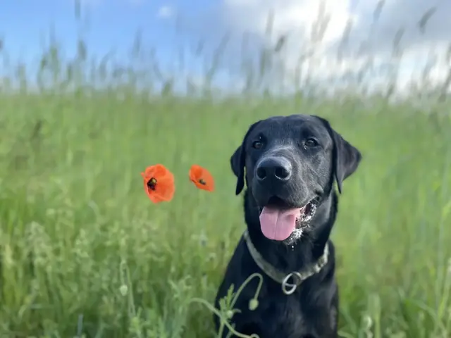 Schwarzer Labrador im Profil auf einer Wiese