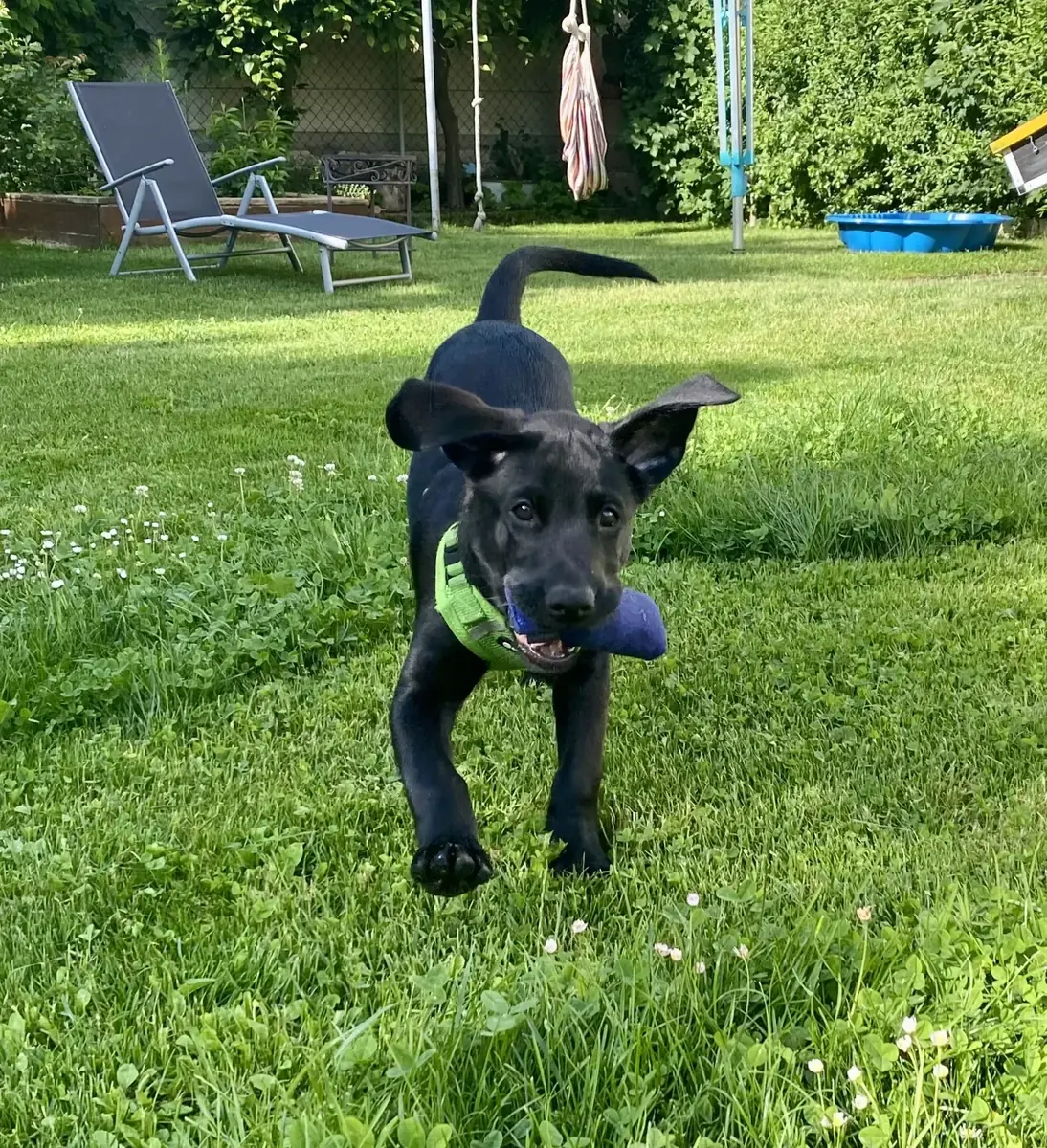 Junger Hund spielt im Garten mit einem Dummy-Spielzeug