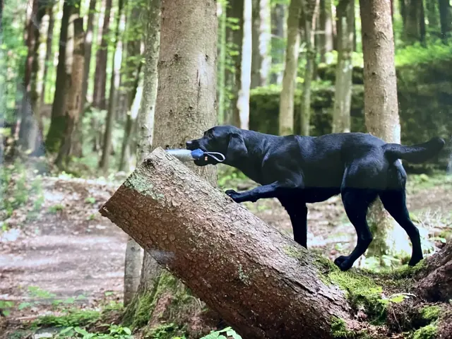 Hund apportiert ein Dummy im Wald