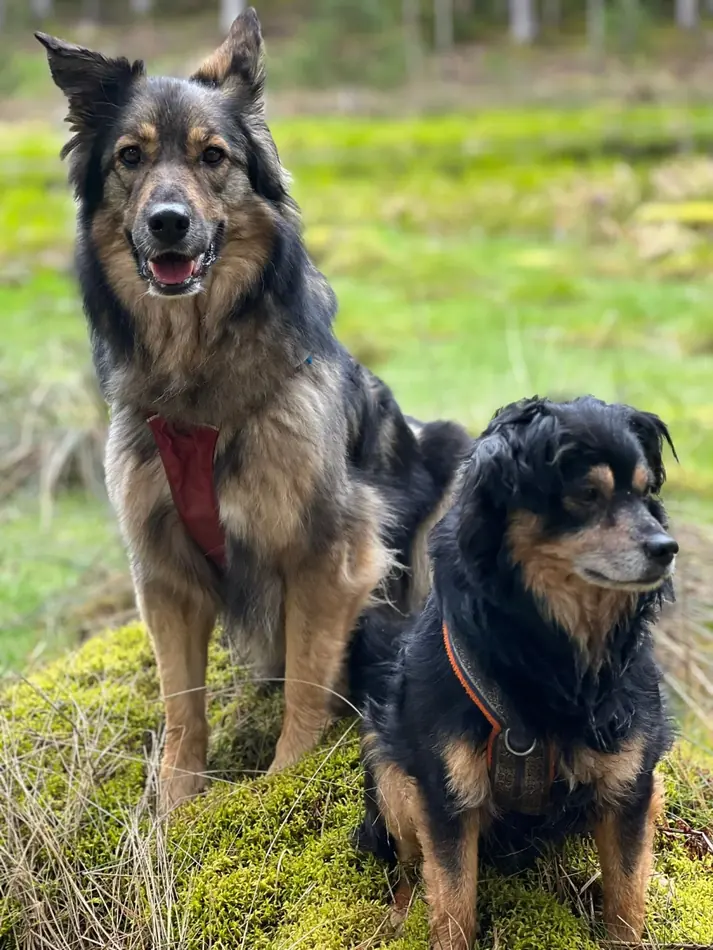 Australian Shepherd gibt Pfote — Trickübung aus dem Training
