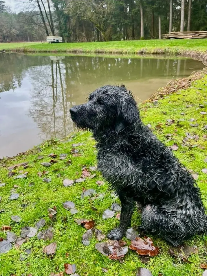 Nasser Hund mit lockigem Fell am Teichufer