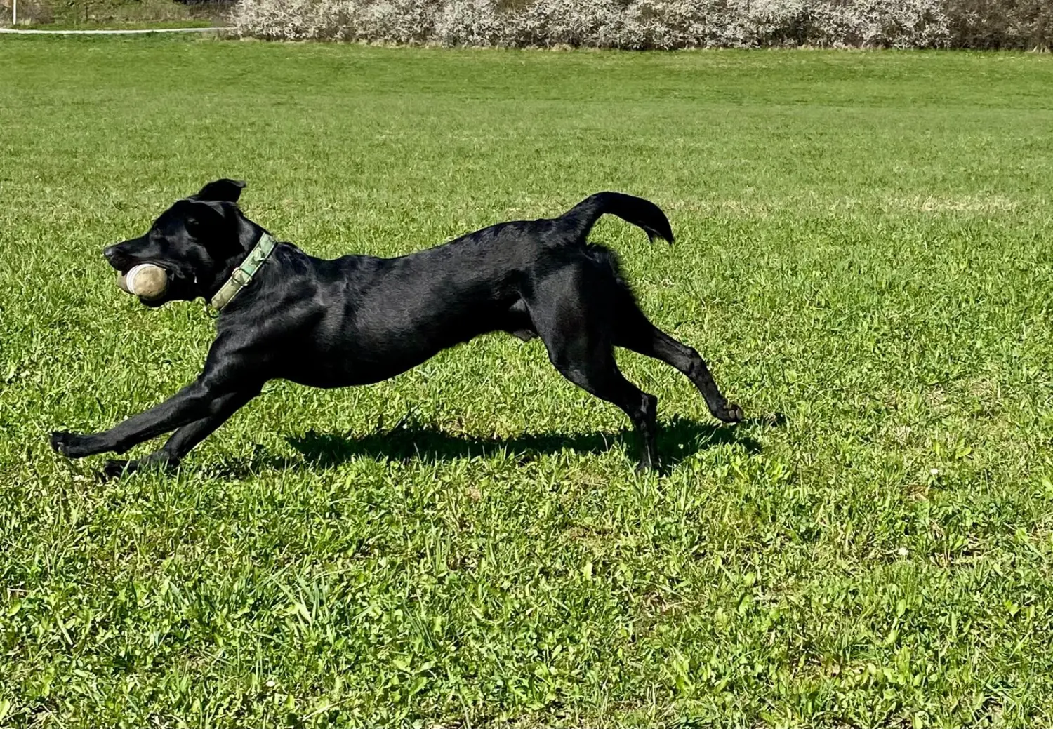 Hund und Honig, ein schwarzer Hund, der ein Spielzeug im Maul trägt und auf einem Baumstamm im Wald läuft