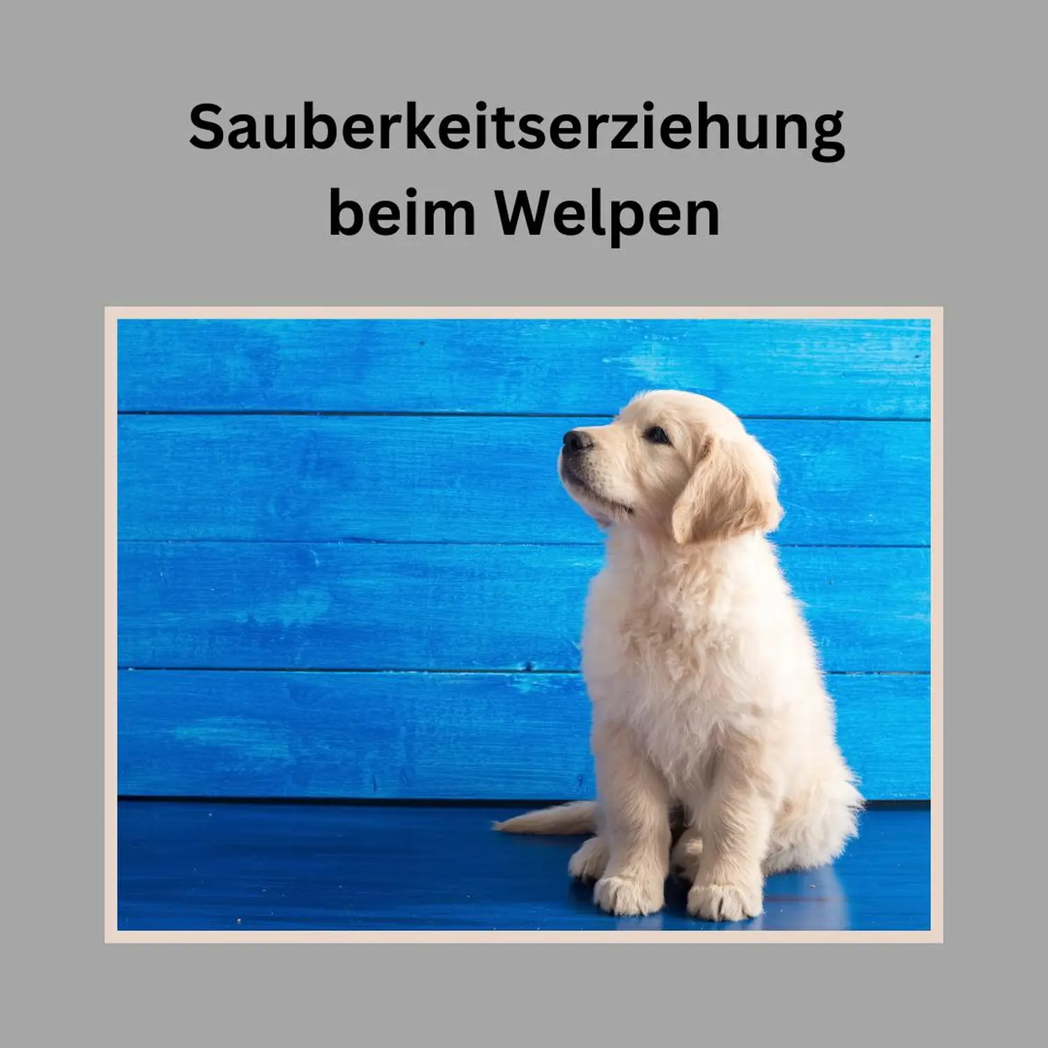 Hund und Honig, Welpe